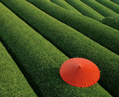 kyoto-obubu-tea plantation-japan